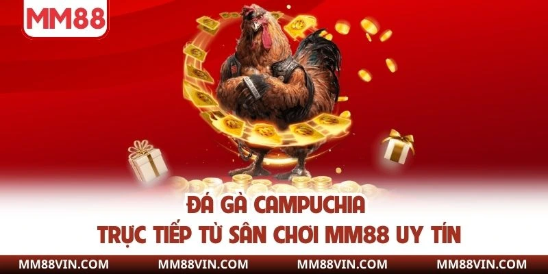 Đá gà Campuchia trực tiếp từ sân chơi MM88 uy tín