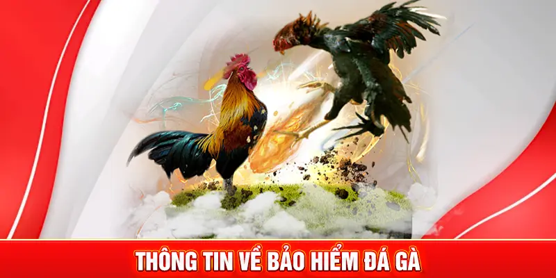 Thông tin về bảo hiểm đá gà